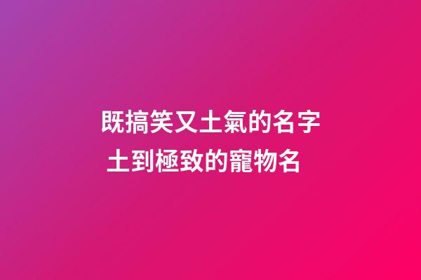 既搞笑又土氣的名字 土到極致的寵物名